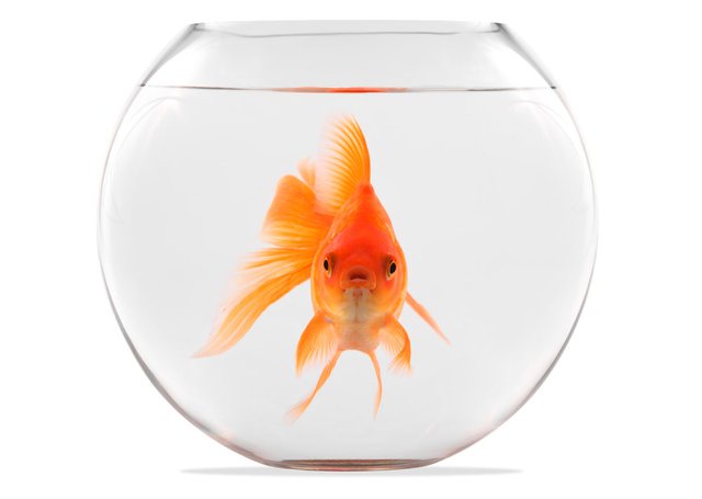 Life in the Fishbowl of Ministry