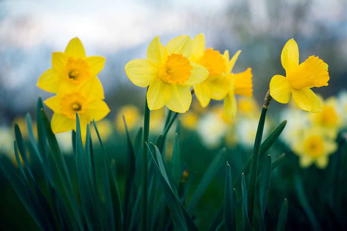 Watching Daffodils Just Between Us