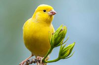 My Life as the Canary in the Pew